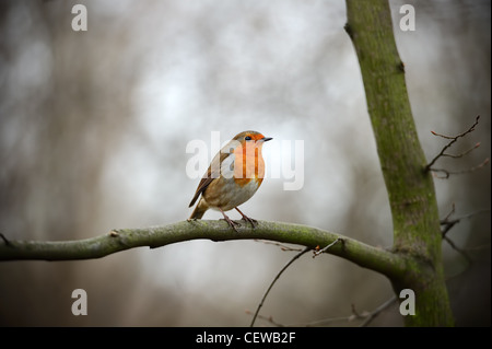 Unione Pettirosso (erithacus rubecula melophilus) appollaiato su un ramo Foto Stock