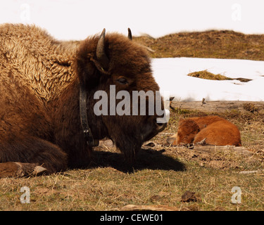 Un bisonte Americano madre e vitello nel Parco Nazionale di Yellowstone. Foto Stock