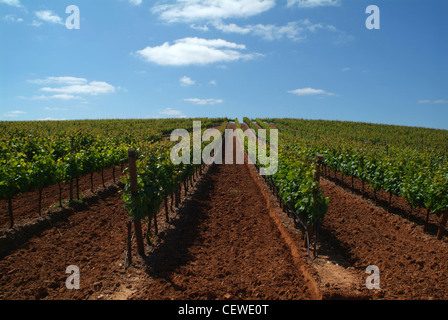 Azienda vinicola area estremoz, Alentejo, Portogallo Foto Stock