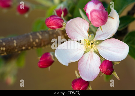 Una pera o apple blossom nella Hood River Valley, Oregon. Stati Uniti d'America Foto Stock