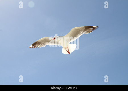 Gabbiano argento, larus novaehollandiae in volo Foto Stock