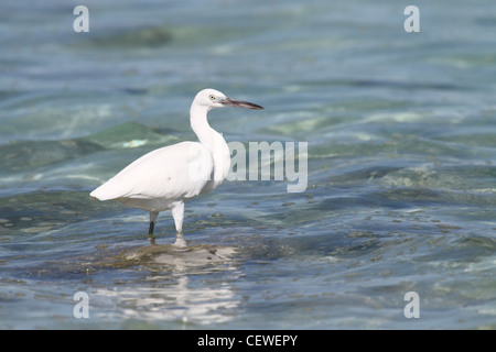 Scogliera orientale garzetta, egreta sacra Foto Stock