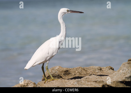 Scogliera orientale garzetta, egreta sacra Foto Stock