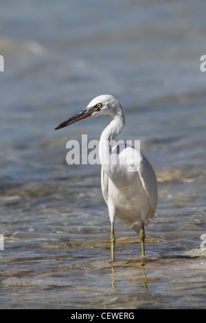 Scogliera orientale garzetta, egreta sacra Foto Stock