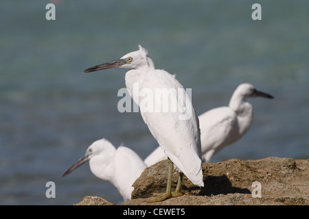 Scogliera orientale garzetta, egreta sacra Foto Stock