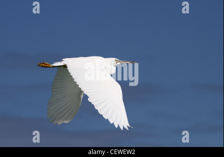 Scogliera orientale garzetta, egreta sacra Foto Stock