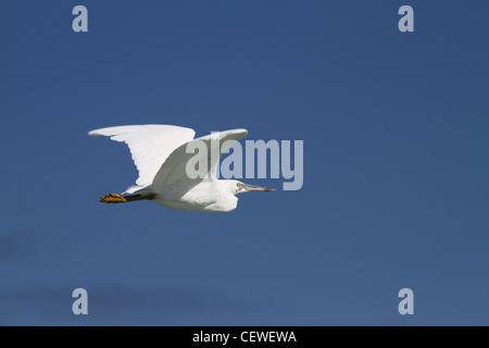 Scogliera orientale garzetta, egreta sacra Foto Stock