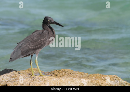 Scogliera orientale garzetta, morph grigio Foto Stock