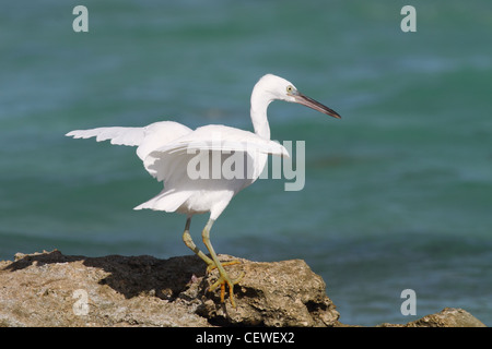 Scogliera orientale garzetta, egreta sacra Foto Stock