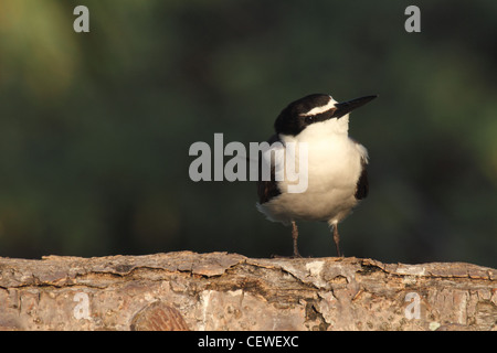 Imbrigliati tern, sterna anaethetus, singolo adulto arroccato su di un registro Foto Stock