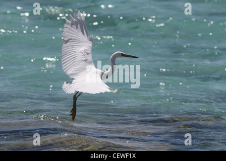 Scogliera orientale garzetta, egreta sacra Foto Stock