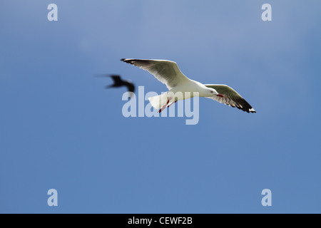 Gabbiano argento, larus novaehollandiae in volo con noddy in background Foto Stock