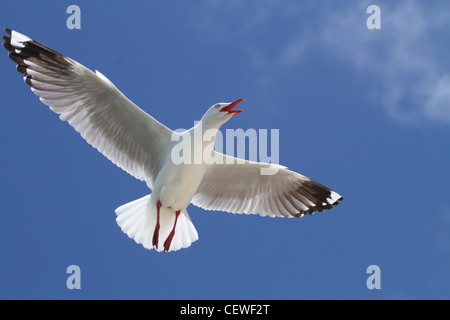 Gabbiano argento, larus novaehollandiae in volo Foto Stock