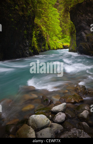 Quinault fiume nel Parco Nazionale di Olympic, nello stato di Washington Foto Stock