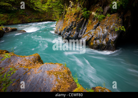 Quinault fiume nel Parco Nazionale di Olympic, nello stato di Washington Foto Stock