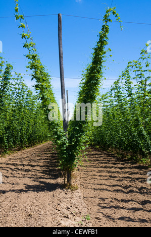 Campo di piante di luppolo cresce su traliccio Foto Stock