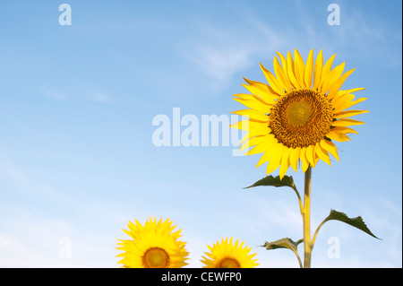 Coltivazione di girasoli nella campagna indiana. Andhra Pradesh, India Foto Stock