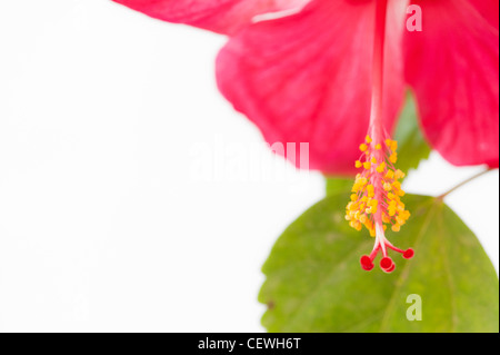 Hibiscus Rosa sinensis. Rosso di fiori di ibisco su sfondo bianco Foto Stock