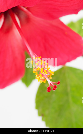 Hibiscus Rosa sinensis. Rosso di fiori di ibisco su sfondo bianco Foto Stock