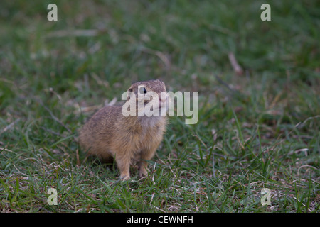 Ziesel, Spermophilus, SYN.: Citellus, scoiattolo macinato Foto Stock