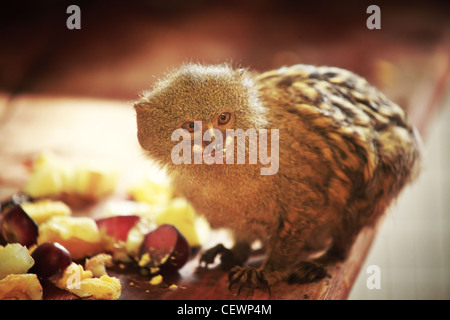 Marmoset pigmeo (Cebuella pygmaea) Foto Stock