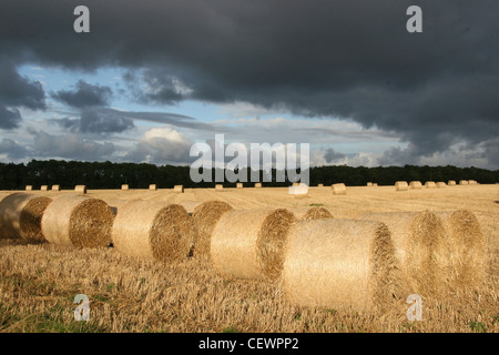 Stooks mais in un campo vicino a Dunbar. Foto Stock
