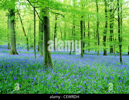 Legno di Bluebell. Foto Stock