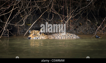 Maschi selvatici Jaguar nuotando lungo i margini del fiume Piquiri, un affluente del fiume Cuiaba, Pantanal del Nord, Brasile. Foto Stock