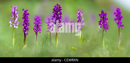 Prato di inizio di orchidee viola (Orchis mascula). Cressbrook Dale, Peak District, Derbyshire, Regno Unito (Digitally cucito immagine). Foto Stock