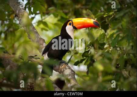 Trasduttore Toco Toucan (Ramphastos toco) nella foresta adiacente al fiume Piquiri, northern Pantanal, Mato Grosso, Brasile. Foto Stock