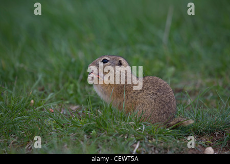 Ziesel, Spermophilus, SYN.: Citellus, scoiattolo macinato Foto Stock