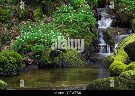 Anemoni di legno accanto a un bosco di flusso. Foto Stock