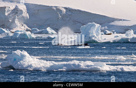 Coppia di Balene Humpback (Megaptera novaeangliae), Paradise Bay, Penisola Antartica Foto Stock