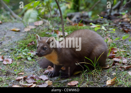 Baummarder Edelmarder Unione Martora pine ma Foto Stock