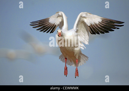 Snow goose lo sbarco. Apache del Bosque, Nuovo Messico USA Foto Stock