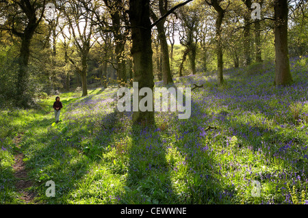 Una donna escursioni attraverso un bosco tra bluebells, Batcombe, Dorset, England, Regno Unito Foto Stock