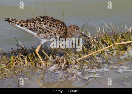 Kampfläufer Philomachus pugnax ruff limicola Foto Stock