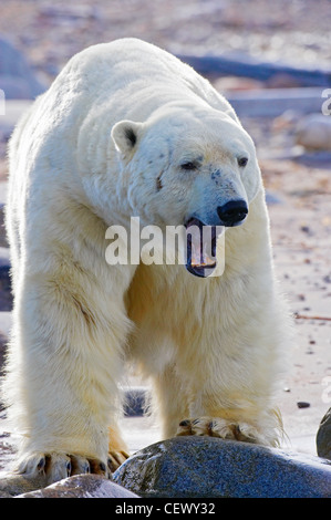 Orso polare sulla riva orientale, Svalbard Norvegia Foto Stock