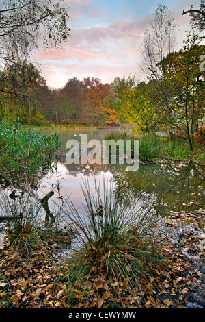 Un autunno vista Cannop stagni, un pittoresco e popolare sito di picnic nella foresta reale di Dean. Foto Stock