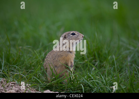 Ziesel, Spermophilus, SYN.: Citellus, scoiattolo macinato Foto Stock