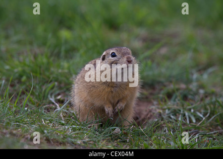 Ziesel, Spermophilus, SYN.: Citellus, scoiattolo macinato Foto Stock