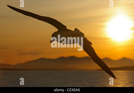 Fulmar in volo nella luce del mattino a Hornsund, Svalbard, Norvegia Foto Stock