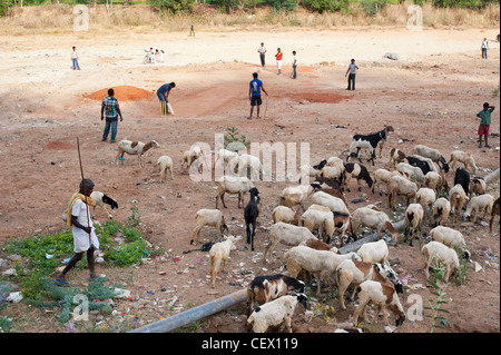 Imbrancandosi addomesticati capre di fronte indiana di ragazzi giocare a cricket su un letto asciutto del fiume. Puttaparthi, Andhra Pradesh, India Foto Stock