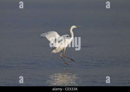 Silberreiher, Ardea alba, SYN.: Casmerodius albus, Egretta alba, grande egreit Foto Stock