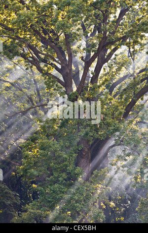 Sunlights di fumo e la creazione di un paesaggio misterioso con incredibili fasci di luce che entra attraverso i rami. Foto Stock