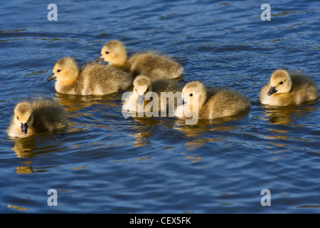 Oche del Canada (Branta canadensis) goslings. Foto Stock