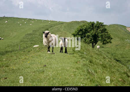 Una pecora e il suo lamb sul modo Wansdyke a lunga distanza percorso nel Wiltshire. Foto Stock