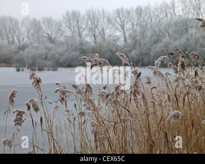 Il pupazzo di neve di erba a Swillbrook laghi, uno dei più importanti siti di conservazione della natura in Cotswold Water Park. Foto Stock