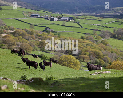 Welsh black mountain pecore al pascolo su terreni coltivati nelle colline sopra la Mawddach estuario. Foto Stock