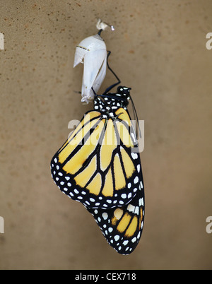 Una farfalla monarca (Danaus plexippus) emergenti o eclosing da una crisalide Foto Stock